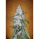 West Coast O.G.