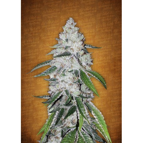 West Coast O.G.