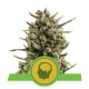 Amnesia Haze