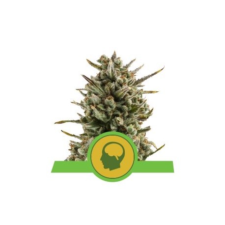 Amnesia Haze