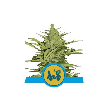 Fast Eddy Automatic CBD