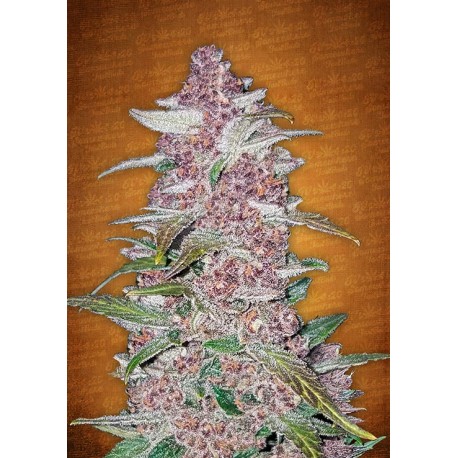 Blackberry Auto