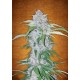 Six Shooter Auto