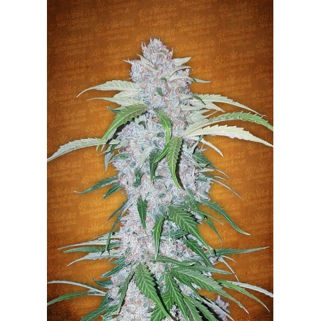 Six Shooter Auto