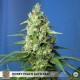 honey peach cbd