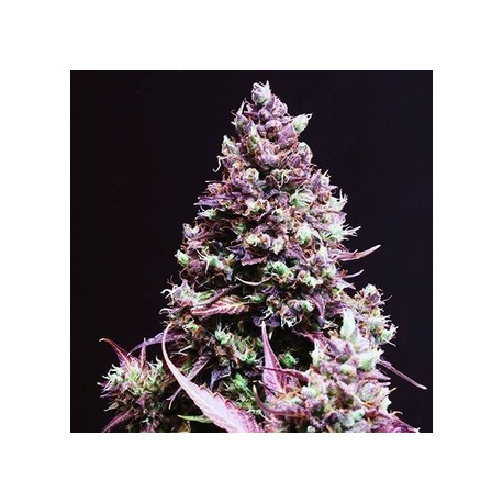 cream caramel auto