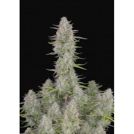 Wedding Cheesecake Auto