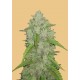 Amnesia Haze Auto
