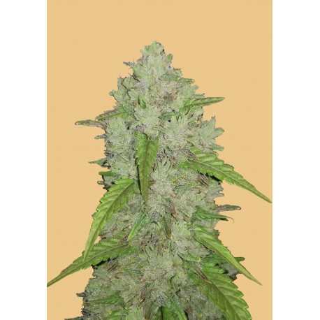 Amnesia Haze Auto