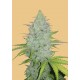 Cheese Auto