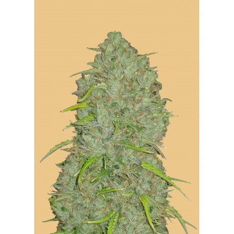 Jack Herer Auto