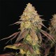 Legendary OG Punch