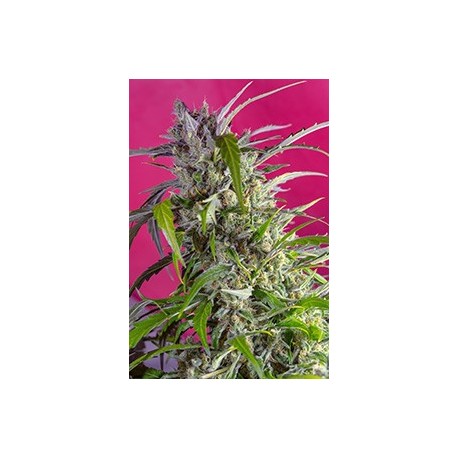 Crystal Candy Auto®