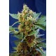 Cream Mandarine XL Auto®