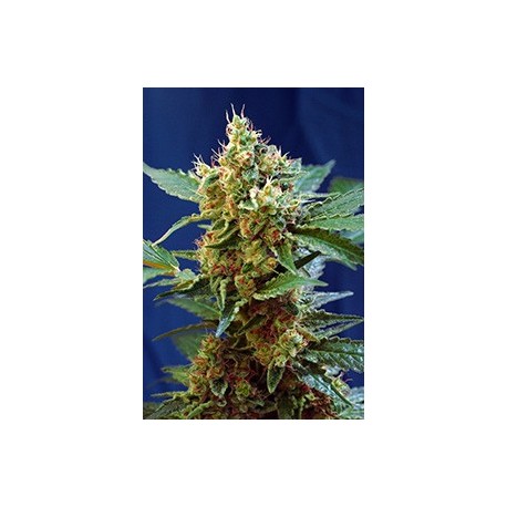 Cream Mandarine XL Auto®
