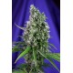 Sweet Trainwreck Auto