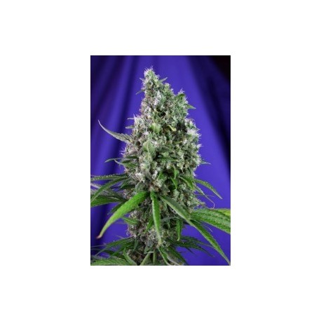 Sweet Trainwreck Auto