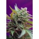 Black Jack Auto®