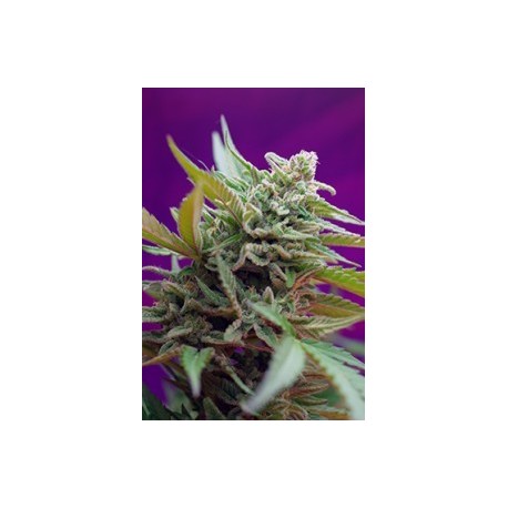 Black Jack Auto®
