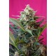 Big Devil XL Auto®