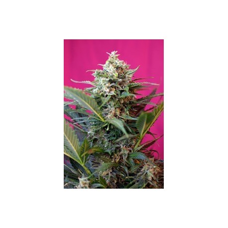 Big Devil XL Auto®