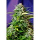 Jack 47 Auto®