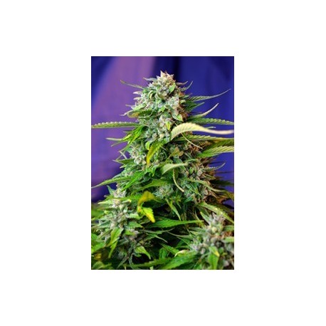 Jack 47 Auto®