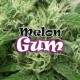 MELON GUM