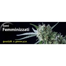 FEMMINIZZATI