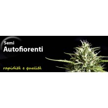 AUTOFIORENTI